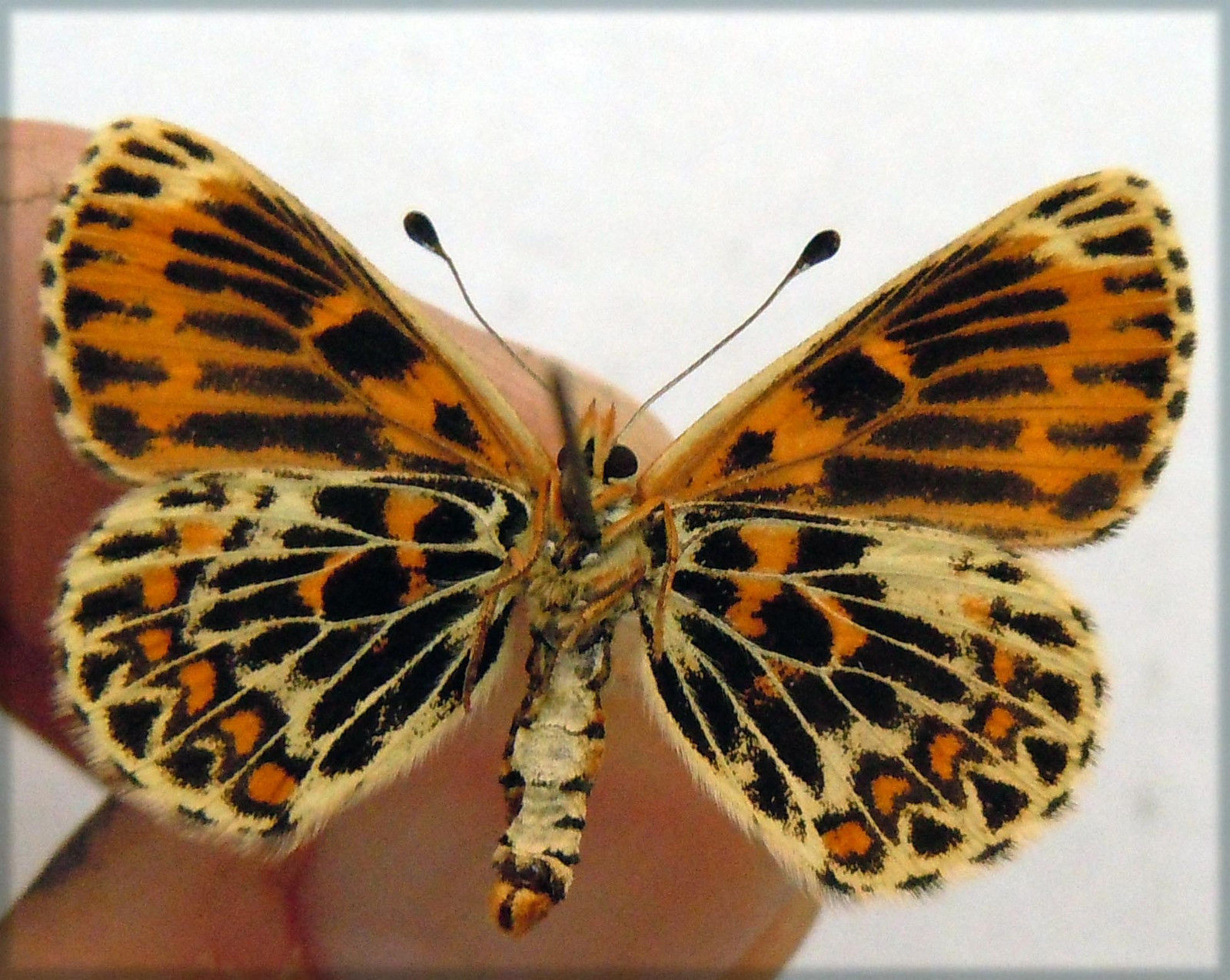 Melitaea athalia (aberrant, heath fritillary, verso) (Internet Image property of respective owner, non-commercial use only)